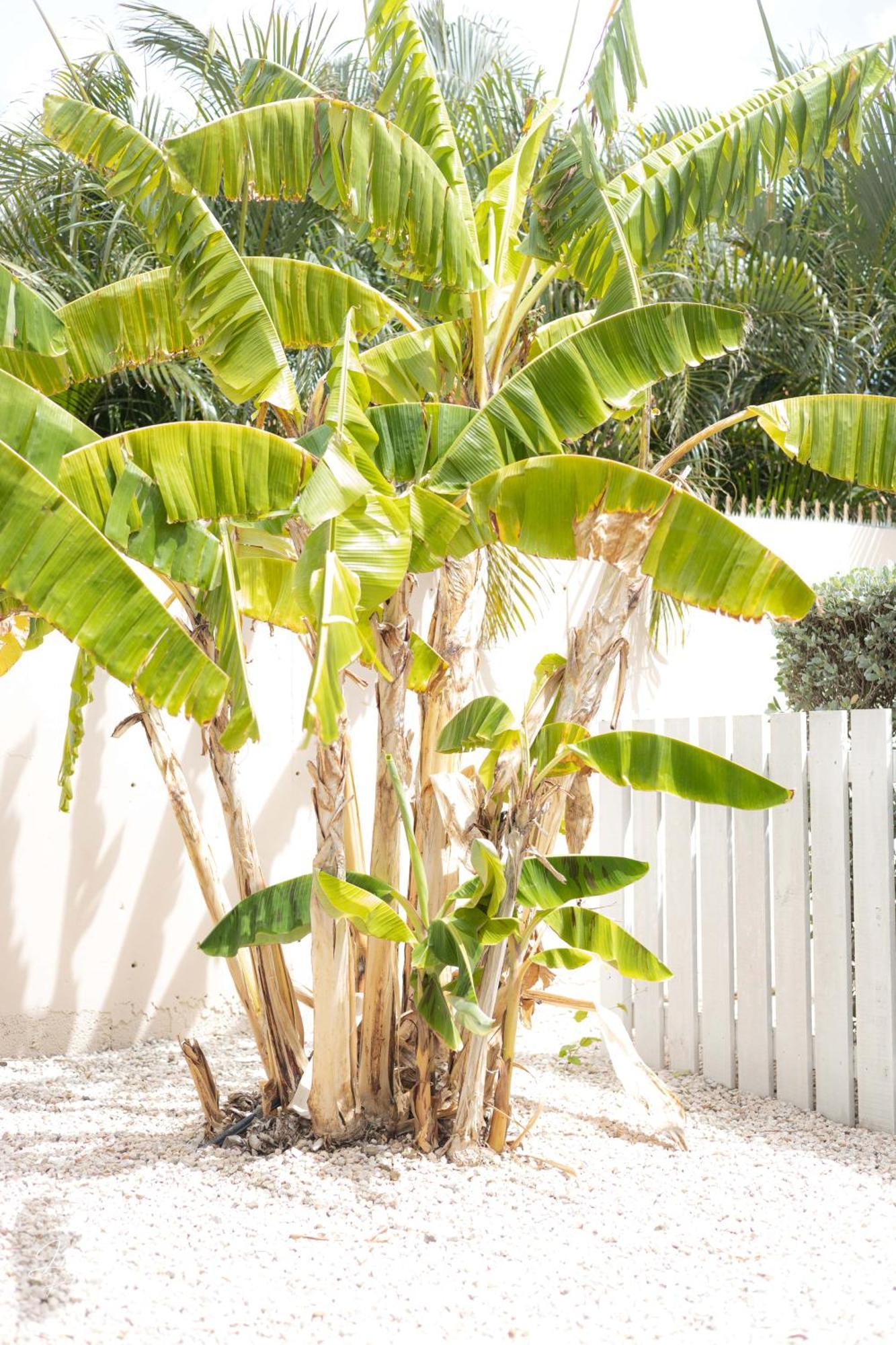 Dushi Townhouse Curacao Appartement Willemstad Buitenkant foto